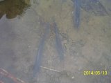 BesatzTauchersee2014_030.JPG