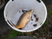 Abfischen Schwanenteich 2024 004