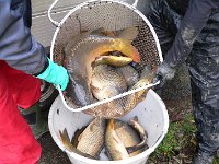 Abfischen Schwanenteich 2024 006