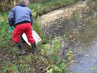 Abfischen Schwanenteich 2024 007