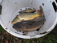 Abfischen Schwanenteich 2024 008