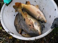 Abfischen Schwanenteich 2024 010