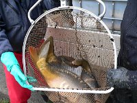 Abfischen Schwanenteich 2024 011