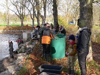 Abfischen Schwanenteich 2024 028