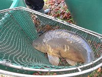 Abfischen Schwanenteich 2024 029