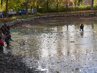 Abfischen Schwanenteich 2024 033