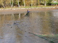 Abfischen Schwanenteich 2024 039